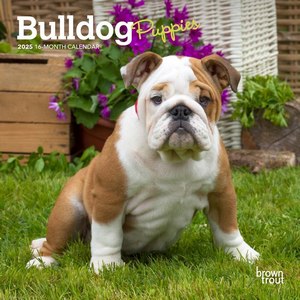 Bulldog Puppies 2025 Mini Wall Calendar