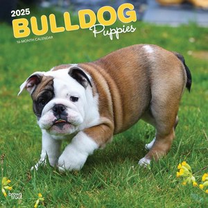 Bulldog Puppies 2025 Wall Calendar