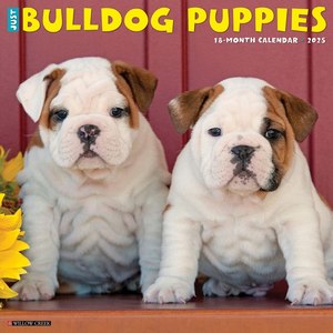Just Bulldog Puppies 2025 Wall Calendar