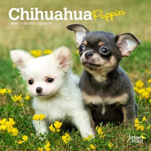 Chihuahua Puppies 2025 Mini Wall Calendar