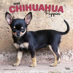 Chihuahua Puppies 2025 Wall Calendar