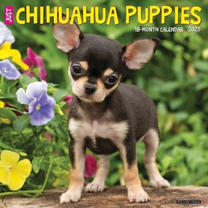 Just Chihuahua Puppies 2025 Wall Calendar