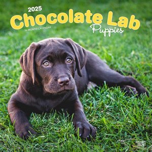 Chocolate Lab Retriever Puppies 2025 Wall Calendar