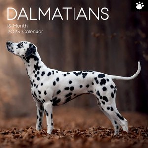 Dalmatians 2025 Wall Calendar