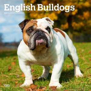 English Bulldogs 2025 Calendar