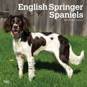 English Springer Spaniels 2025 Calendar