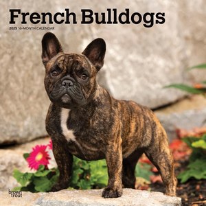 French Bulldogs 2025 Calendar