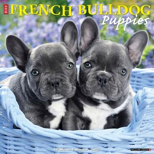 Just French Bulldog Puppies 2025 Wall Calendar