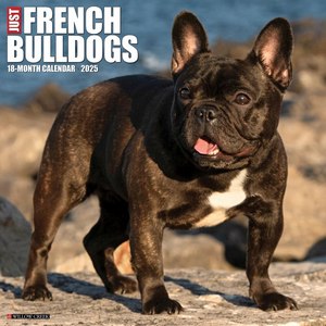 Just French Bulldogs 2025 Wall Calendar