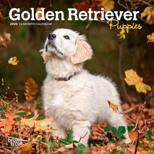 Golden Retriever Puppies 2025 Mini Wall Calendar