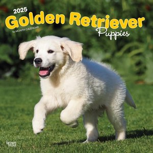 Golden Retriever Puppies 2025 Wall Calendar