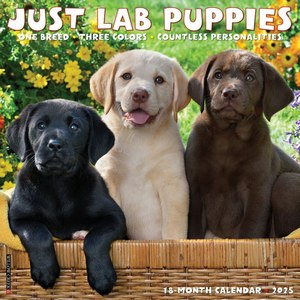 Just Lab Puppies 2025 Wall Calendar