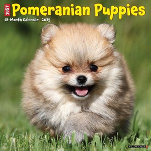Just Pomeranian Puppies 2025 Calendar