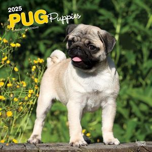 Pug Puppies 2025 Calendar