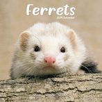 Ferrets 2024 Calendars