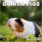 Guinea Pigs 2024 Calendars