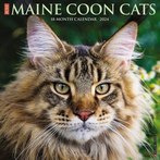 2024 Maine Coon Cats