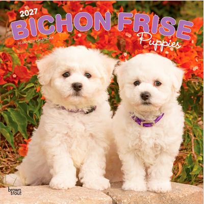 Bichon Frise Puppies 2027 Wall Calendar