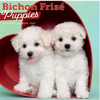 Bichon Frise Puppies 2027 Wall Calendar