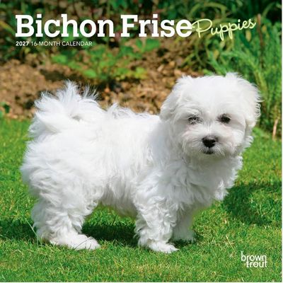 Bichon Frise Puppies 2027 Mini Wall Calendar