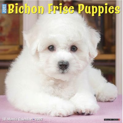 Bichon Frise Puppies 2027 Wall Calendar