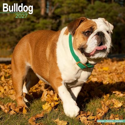 Bulldogs 2027 Calendar