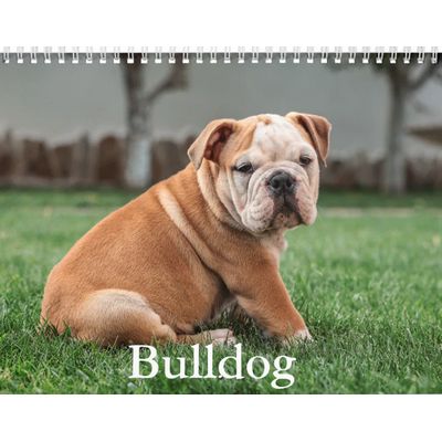 Bulldogs 2027 Calendar