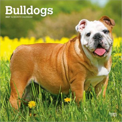 Bulldogs 2027 Wall Calendar