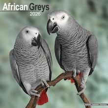African Greys 2026 Calendar