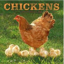 Chickens 2026 Calendar