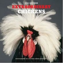 Extraordinary Chickens 2026 Calendar