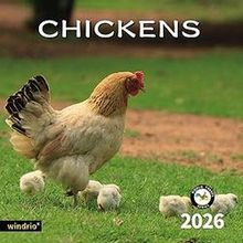 Chickens 2026 Calendar