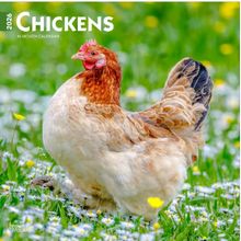 Chickens 2026 Calendar