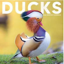 Ducks 2026 Wall Calendar