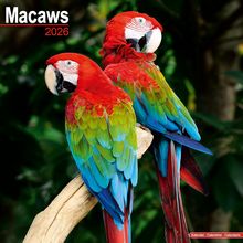 Macaws 2026 Calendar