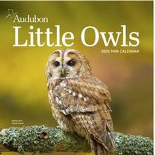 Audubon Little Owls 2026 Mini Wall Calendar