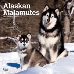 Alaskan Malamute Calendars