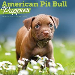 2026 Pit Bull Puppies Calendar