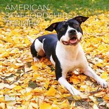 American Staffordshire Terrier 2026 Calendar