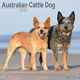 2026 Australian Cattle Dog Calendars