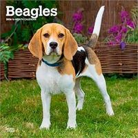 Beagles 2026 Calendar