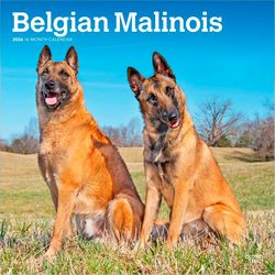 Belgian Malinois 2026 Calendar