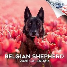 Belgian Shepherd 2026 Calendar