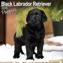 Black Lab Puppies 2026 Calendar