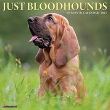 Just Bloodhounds 2025 Calendar