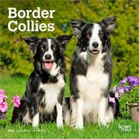Border Collie 2026 Calendar