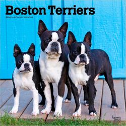 Boston Terriers 2026 Calendar