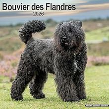 Bouvier des Flandres 2026 Calendar