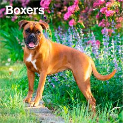 Boxers 2026 Calendar