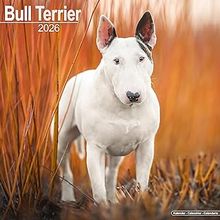 Bull Terrier 2026 Calendar